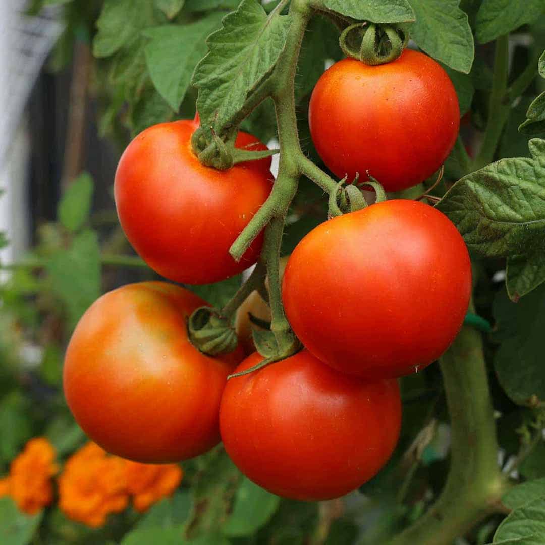 High-quality tropical produce farm in DR - Reliable supply chain for international markets