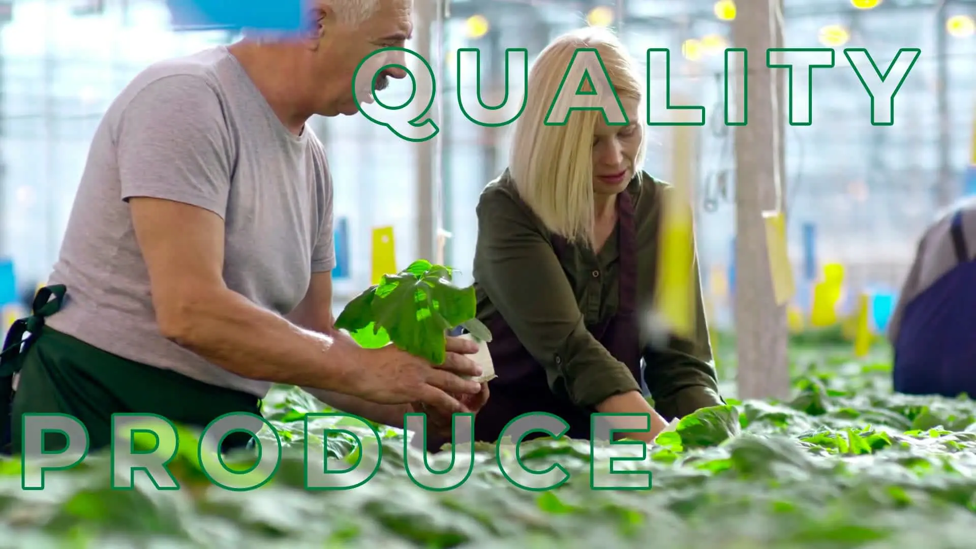 Dominican Agro-Exporter - Tranding Global Produce Rofim Bridges Tropical & Oriental Produce to Global Markets