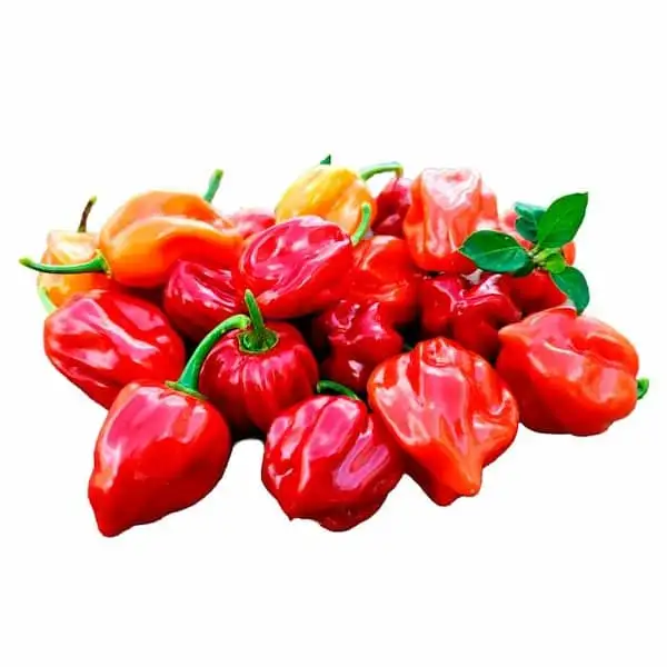 Chile Habanero - Exported Globally by Tranding Global Produce Rofim