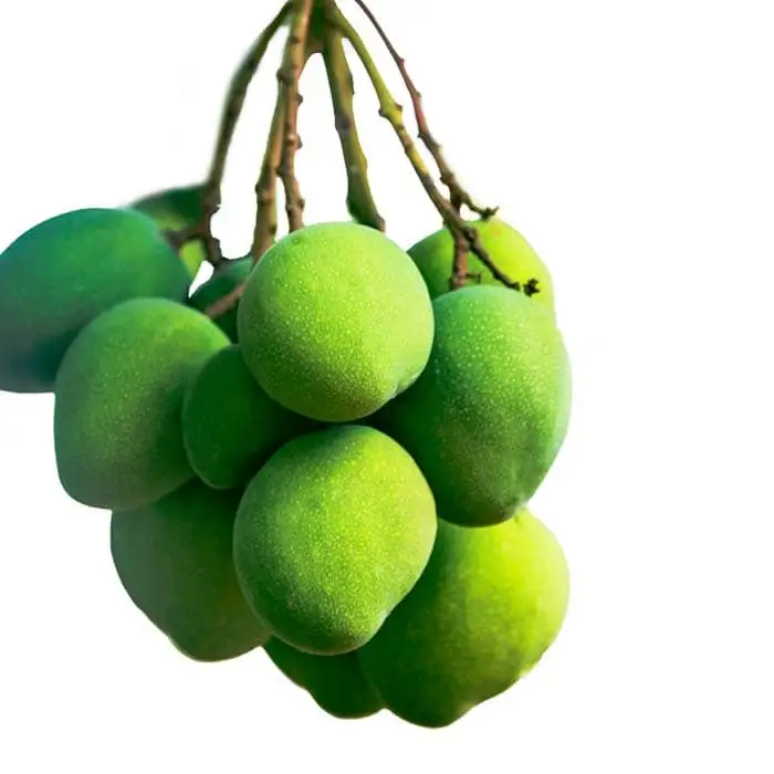 Mango - Exported Globally by Tranding Global Produce Rofim