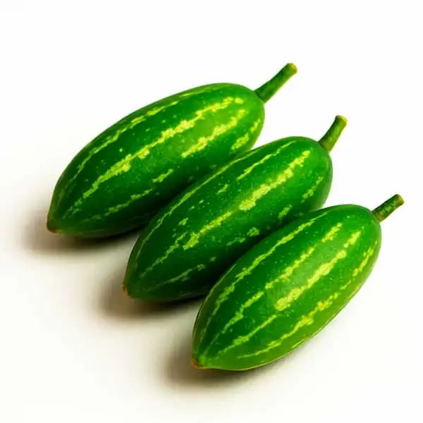 Tindora Parvol - Exported Globally by Tranding Global Produce Rofim
